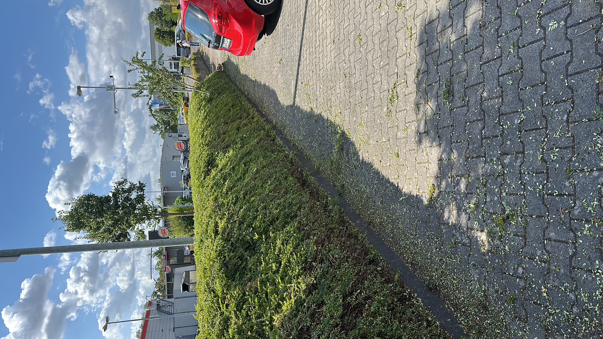Hecke nach dem Schnitt, neben dem gepflasterten Weg und einem roten Auto