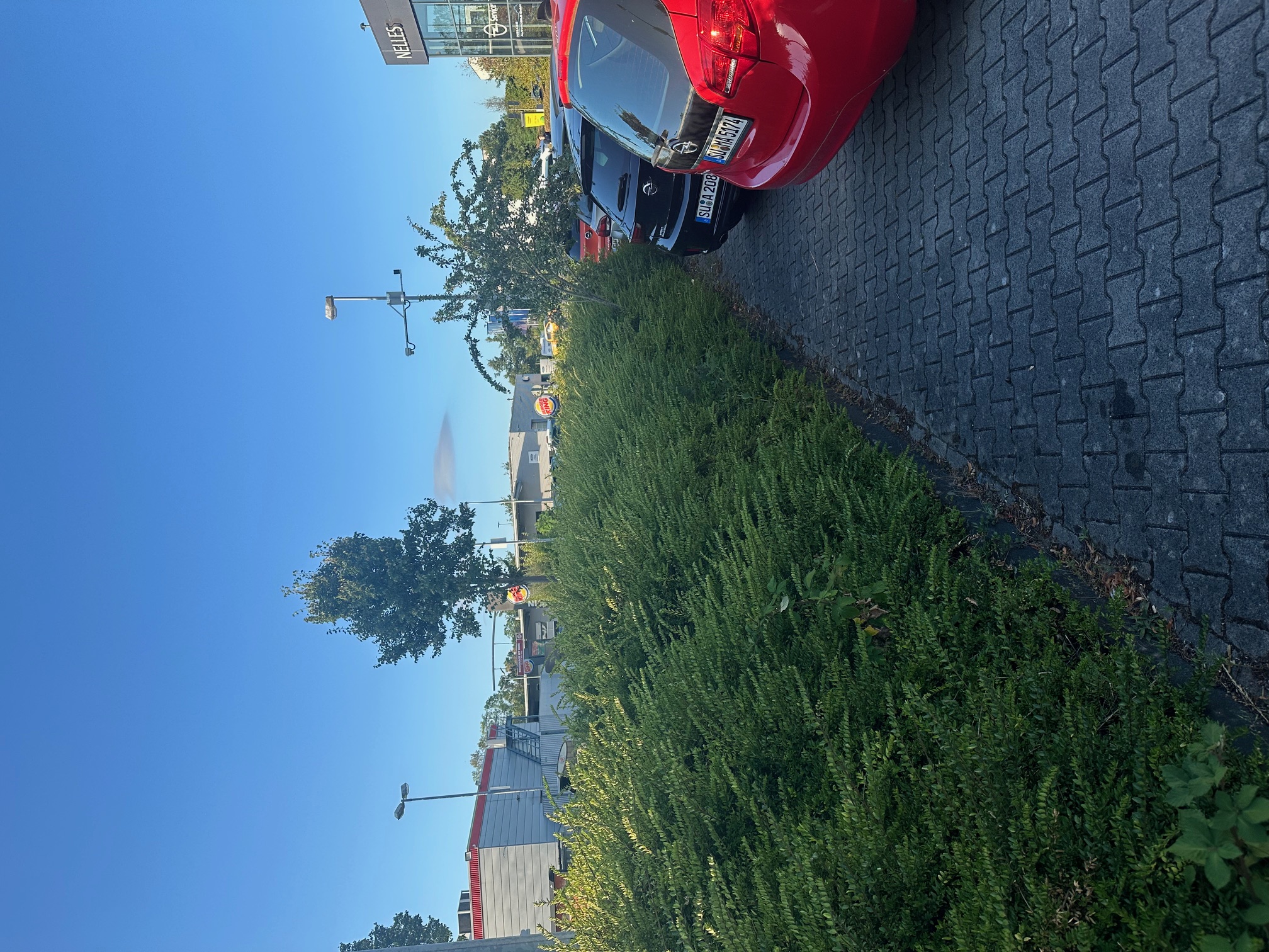 Hecke vor dem Schnitt, neben einem gepflasterten Weg und parkenden Autos